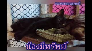 Ep.51​ แม่ต้อยนางฟ้าผู้เมตตาบ้านแมวจร​กระบี่​#แมว​จร​นอน​กระบี่​