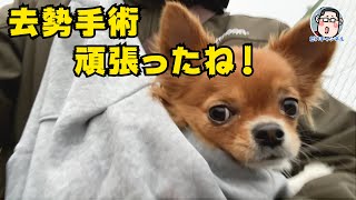 「去勢手術、頑張ったね！えらいぞ！そら君、おかえり」Chihuahua 【チワワ  VLog #22 4K】