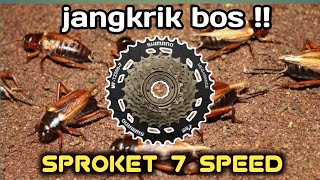 EKSPERIMEN BIKIN SUARA JANGKRIK LEBIH KERAS SPROKET ULIR 7 SPEED