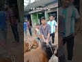 গরু দালালা 🐄 viral funny funnyvideo funnyshorts viral