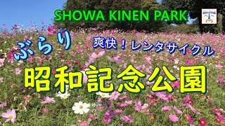 【昭和記念公園  japan 】イチョウ並木とコスモス。爽快！レンタサイクル！！