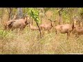 western hartebeest mole national park ghana west africa