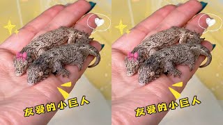 两个雪花蛋的小巨人，尾巴还可以当眼罩啊！#pets #animals #动物 #宠物