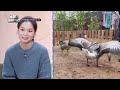 is it wearing dentures 🤣 animals are incredible ep.5 2 kbs world tv 250129