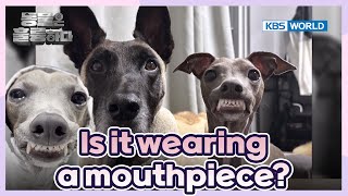 Is it wearing dentures?🤣 [Animals Are Incredible : EP.5-2] | KBS WORLD TV 250129