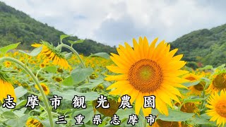 【三重観光】志摩市の 一度は行ってみたい”映え”の花畑志摩市観光農園