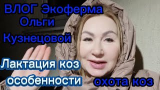 Лактация камерунских коз | Охота козы