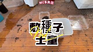 [種子實生]士童孵種子從無到有多肉學習(上) 【 MC多肉園 】MC Succulent plant Vlog