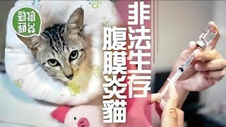 主人花近6萬買441黑市藥 香港貓絕症貓腹膜炎FIP藥廠利益令貓冇藥用這才是最恐怖 動物蘋台果籽 Apple Daily原刊日期20200918