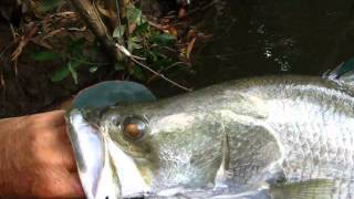 11 Limmen River barra from the yak, September 2012, NT