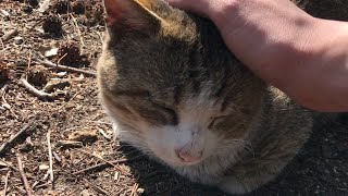 白キジ猫ちゃんをゴロンさせてお腹撫でる 【公園野良猫の暮らし】Cute cat videos