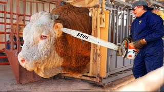 Revolutionary Smart Farming Next-Gen Cow Calf Transport Hay Feeding and Milk System