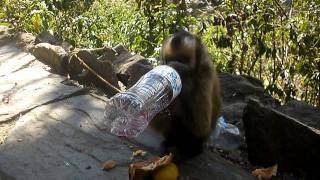 monkey want gatorade!
