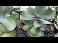 『多肉植物』愛媛県伊予市　光乃園に行ってみた♫『エケベリア』『succulent 』