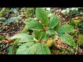 Ginseng in them there Mountains! A West Virginia Hillside.