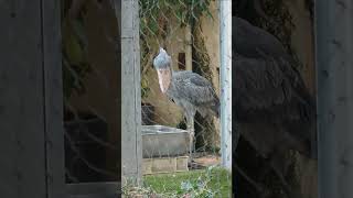 魚をねらうハトゥーウェ　ハシビロコウ　上野動物園