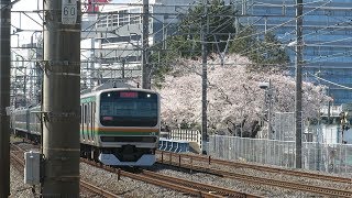 東海道本線・大道小学校の桜と列車（JR Tokaido main Line）