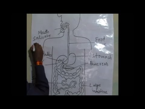 How to draw human digestive system in very easy way How to draw human digestive system in very easy way