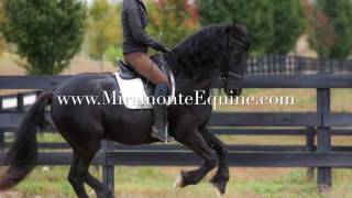 Sold!! Orion - Friesian Gelding Offered For Sale