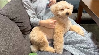 のんびり過ごす大きいトイプードルの秋のルーティン【デカプー】【トイプードルのロアくん】【toy poodle】