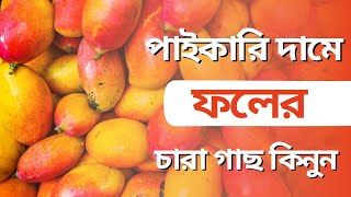 বারোমাসি আম লিচু মাল্টা আনারের চারা গাছ কিনুন । Mango Lychee Malta Annar price in Dhaka। Bangladesh