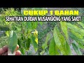 Cara Mengobati DURIAN MUSANGKING  Daun Kuning, Mati Pucuk, Daun Keritng & Kerdil  PART 1