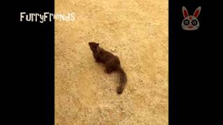 Cute Squirrel \u0026 Bird on Carmel Beach 17 Mile 沙滩，松鼠和鸟 ビーチ、リスや鳥