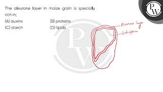 The aleurone layer in maize grain is specially rich in;....