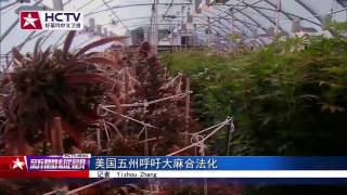 【HCTV】美国五州呼吁大麻合法化