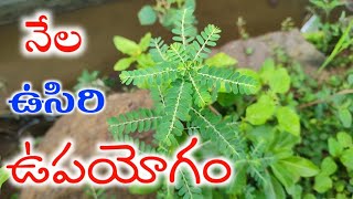 నేల ఉసిరి ఉపయోగం Nela usiri upayogam telugu|Uses of nela usiri plant