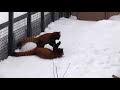 ジャンプ！アタック！走る！雪の上で対戦！レッサーパンダ red pandas play on snow