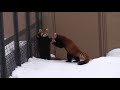 ジャンプ！アタック！走る！雪の上で対戦！レッサーパンダ red pandas play on snow