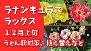 うどん粉対策/重曹オイルスプレー/やさお酢/不調の株植え替え/施肥/ラナンキュラスラックス/１２月上旬