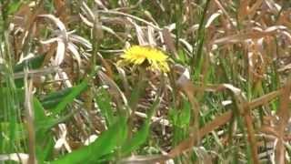 番外　2008.05 鳴子御殿湯駅近くのニホンタンポポ -Japanese Native Dandelion-