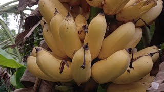 গাছ পাকা সরবি কলা। tree ripe banana. #Bd agreeculture.