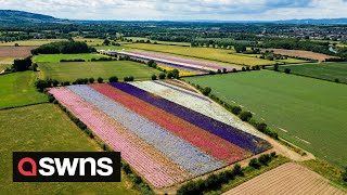 Bumper crop of dazzling confetti fields in Worcestershire | SWNS