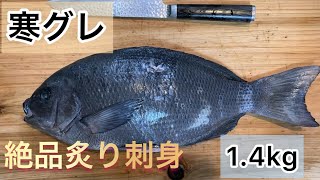 【魚突き】真冬のメジナを捌いたらヤバかった！！