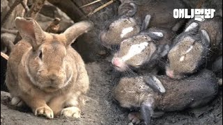 토끼롭던 평화마을에 생긴 일.. 아기 토끼들은 왜 굴 속에 남겨지게 되었나ㅣWhy Have Little Bunnies Left In A Burrow?