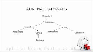 Optimal Brain Health Course - 4 Stress and the Adrenal Glands
