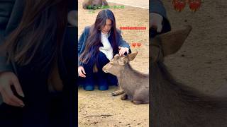 鹿と記念撮影で喜ぶ観光客 Nara Park deer 🦌 in japan