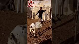 Aggressive sheep. #shorts #tiktok #funnyvideo #viral  #trending #sheep #bakre #goats