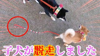 散歩中に子犬が脱走！必死に追いかけるも最後は...