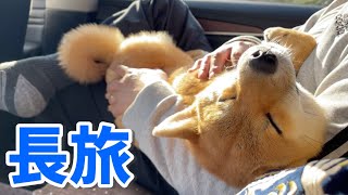 長旅でお疲れ！北陸自動車道（上り）SA/PAのドッグラン全部紹介　柴犬小夏生後７ヶ月