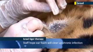 Sumatran tiger receives innovative Israeli treatment to help combat chronic ear infection