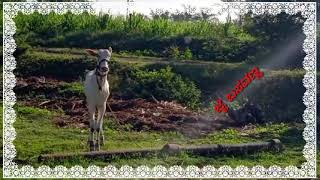 Vantagodi bull in pujari thota