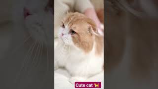 pussy #cat video 🐈 😻 🐈‍⬛️#cat videos