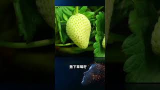 创意公元 85 蔬菜水果，自己动手，丰衣足食#种植小技巧 mp4