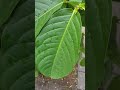 大花紫薇 新葉 lagerstroemia grandiflorum new leaves vid20230521171144