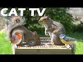 12 Hours Of Relaxing TV FOR CAT 📺😻 Entertain Your Cats with Squirrels & Birds 🐿🦜 Bird Chirping Sound