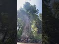 Big Tree Wayside - Redwoods